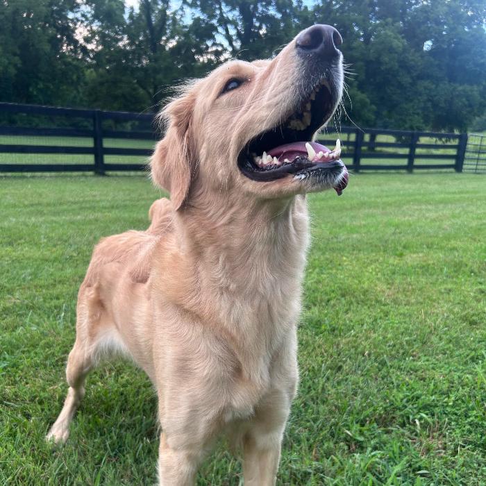 Lucy #7322, a Adopted Golden Retriever in Louisville, KY image 5/6