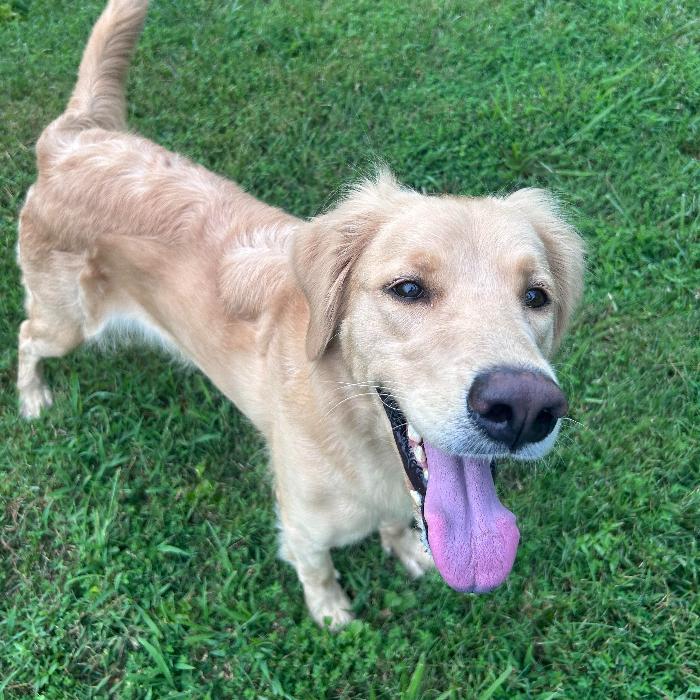 Lucy #7322, a Adopted Golden Retriever in Louisville, KY image 6/6
