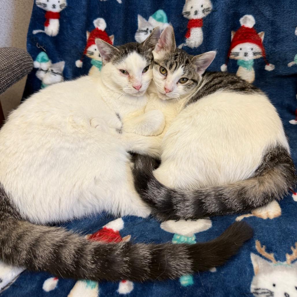 Laurel, Adoptable, Young Female Domestic Short Hair.