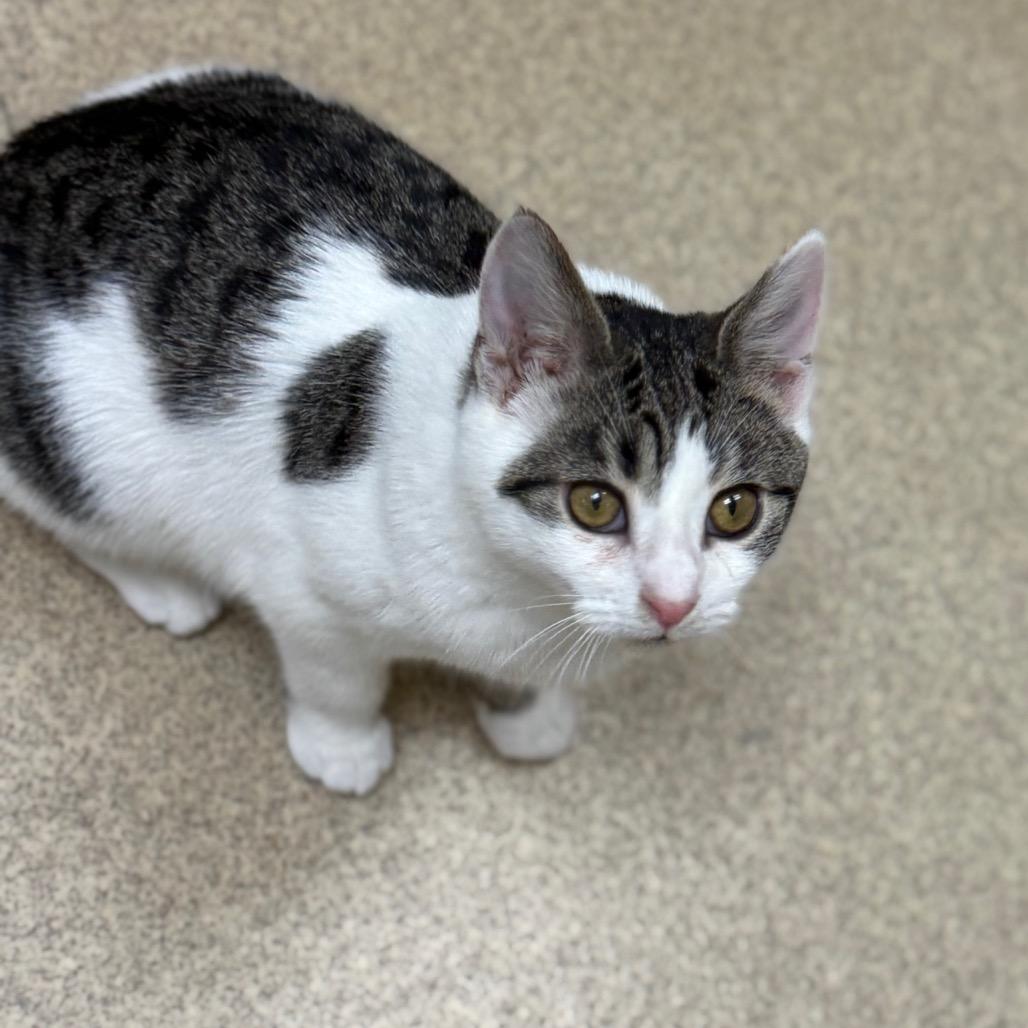 Enlarge Laurel, a Adoptable Domestic Short Hair in Naperville, IL image 2/6