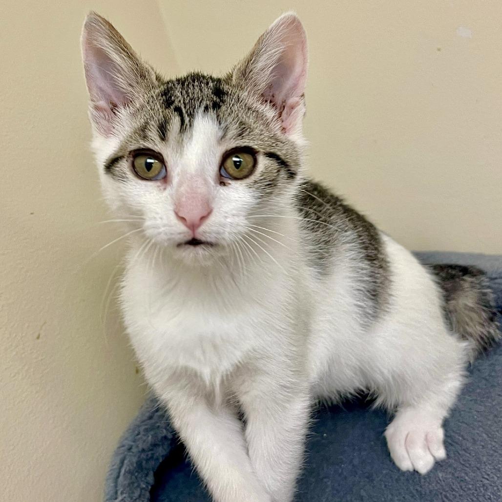 Enlarge Laurel, a Adoptable Domestic Short Hair in Naperville, IL image 3/6