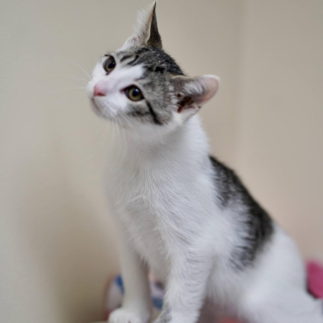 Enlarge Laurel, a Adoptable Domestic Short Hair in Naperville, IL image 4/6