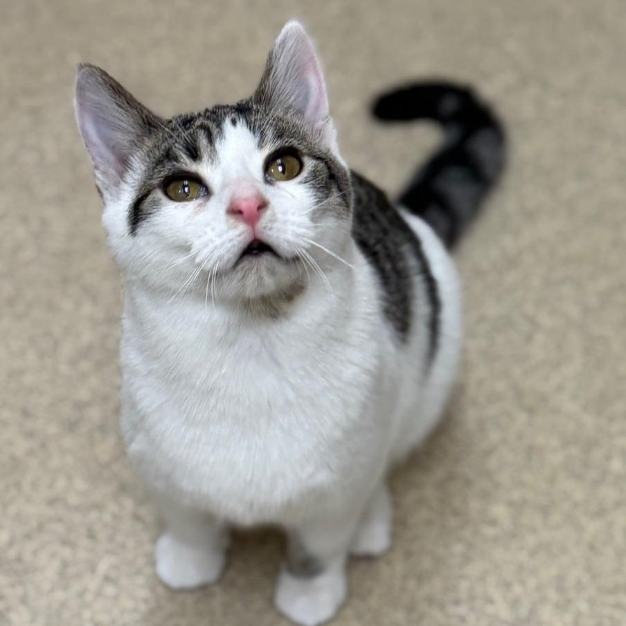 Enlarge Laurel, a Adoptable Domestic Short Hair in Naperville, IL image 5/6