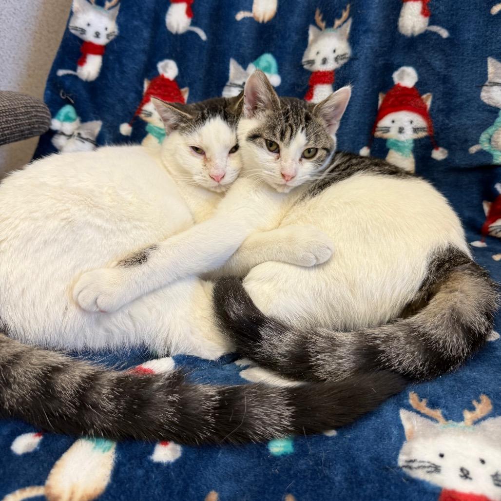 Enlarge Laurel, a Adoptable Domestic Short Hair in Naperville, IL image 6/6