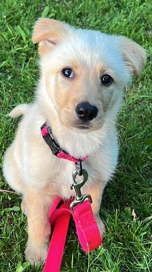 CLEMENTINE, Adoptable, Puppy Female Labrador Retriever & Husky.