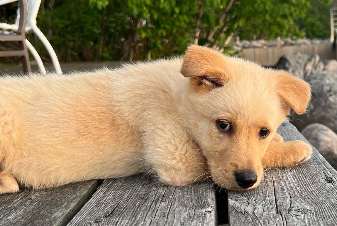 CLEMENTINE, a Adoptable mixed breed in Minesing, ON image 2/3
