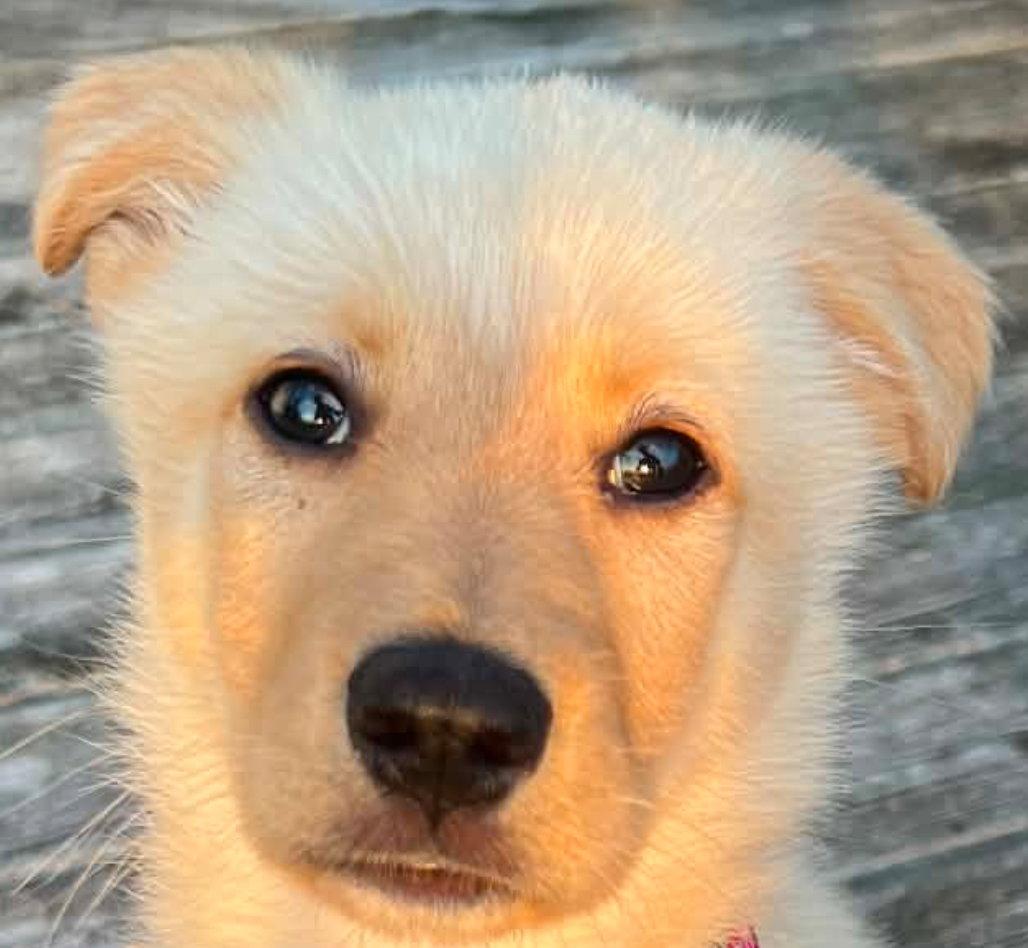 CLEMENTINE, a Adoptable mixed breed in Minesing, ON image 3/3