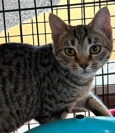 GIGGLES, Adoptable, Young Female Domestic Short Hair.