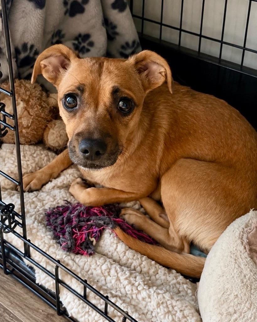 Eevee, Adoptable, Young Female Chihuahua.