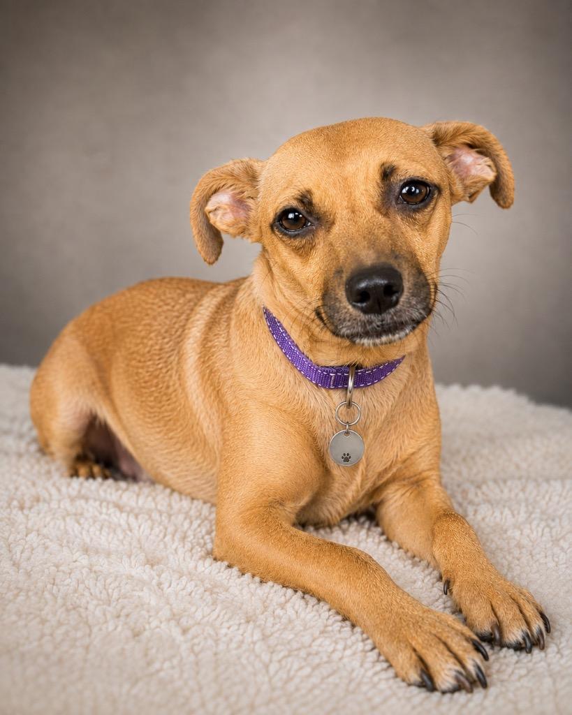 Enlarge Eevee, a Adoptable Chihuahua in Reno, NV image 2/4