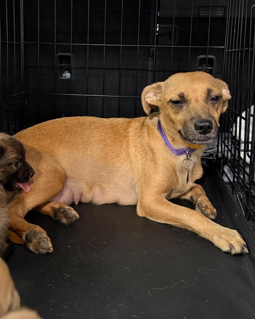 Enlarge Eevee, a Adoptable Chihuahua in Reno, NV image 3/4