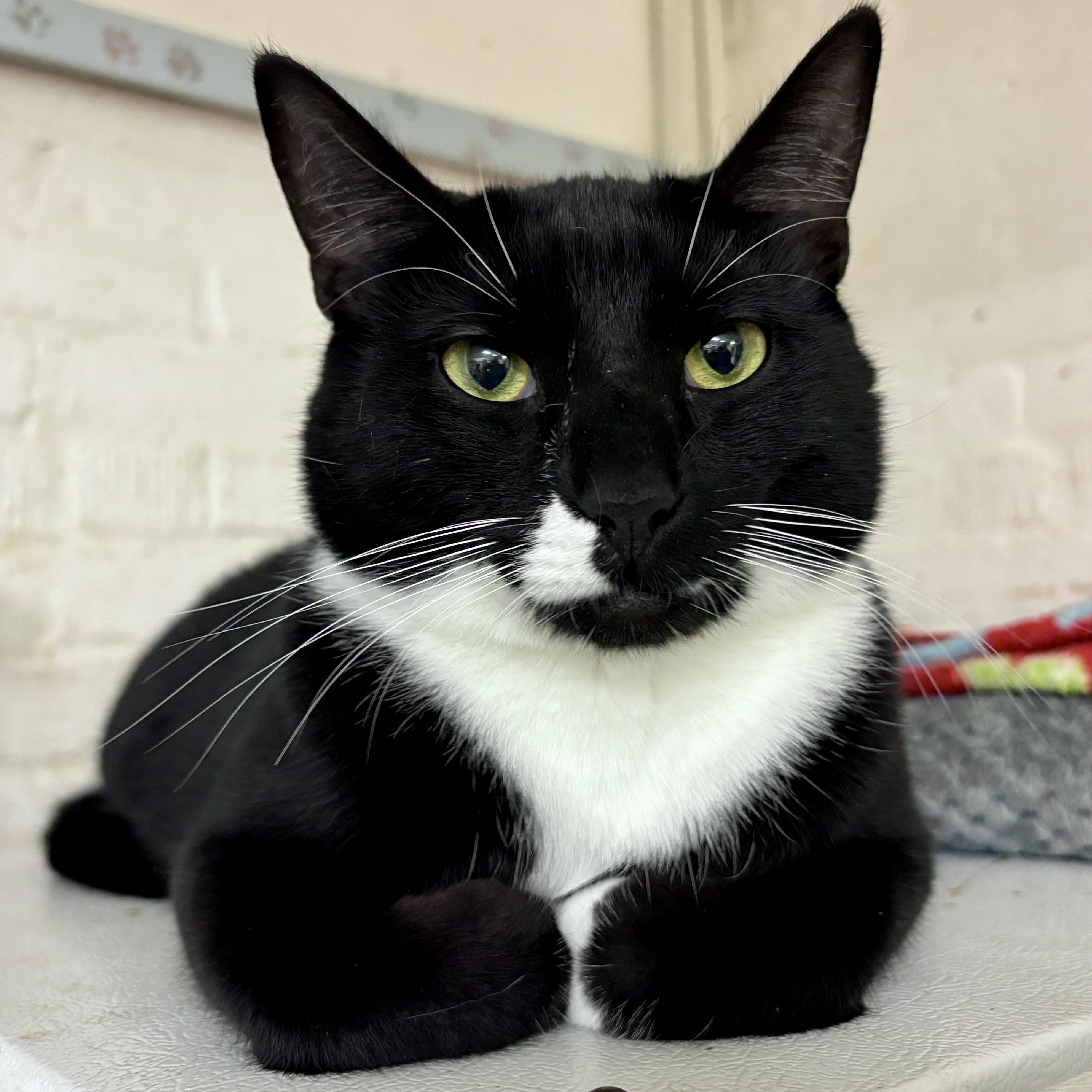 Oden, a Adoptable Domestic Short Hair in Beacon, NY image 2/6