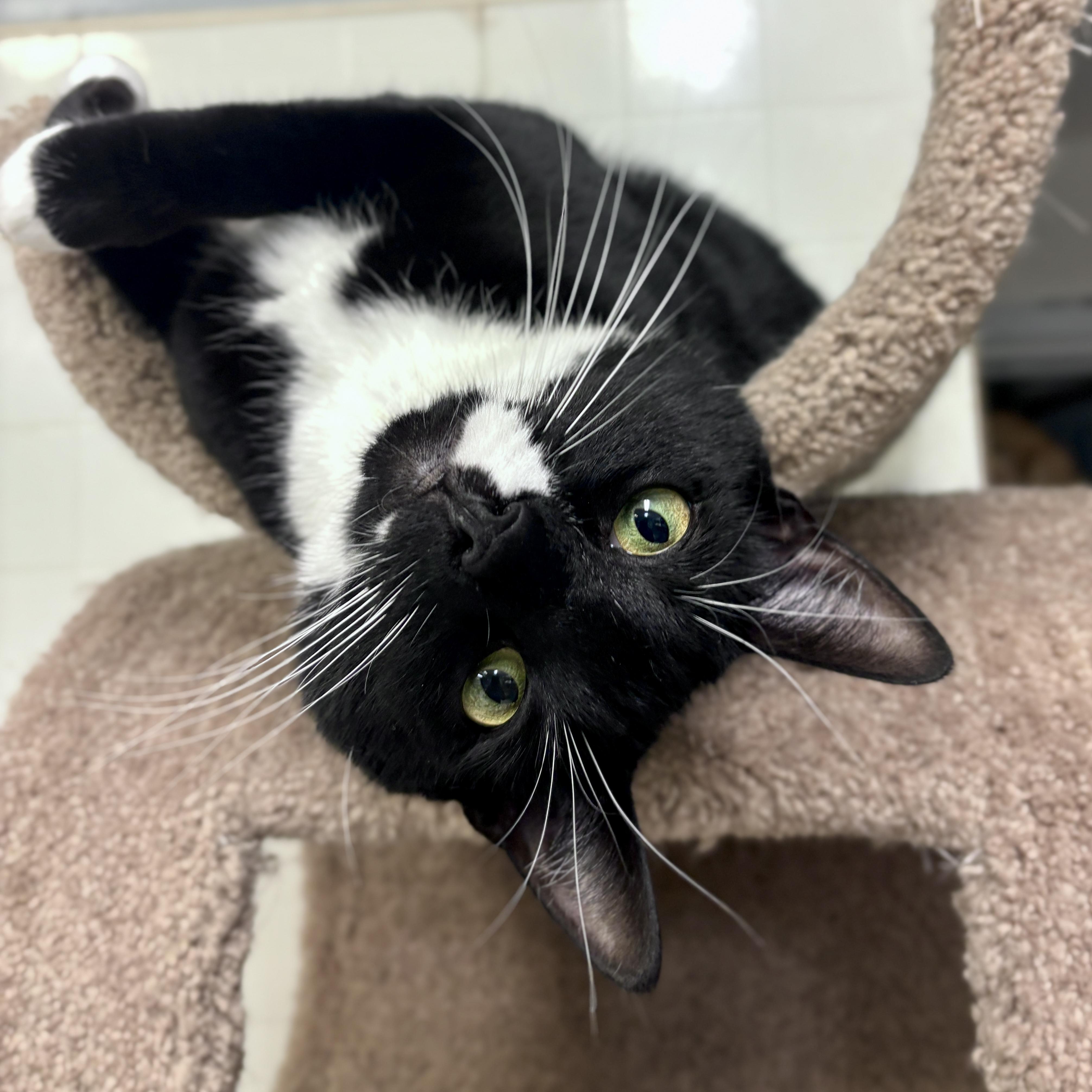 Oden, Adoptable, Young Male Domestic Short Hair.