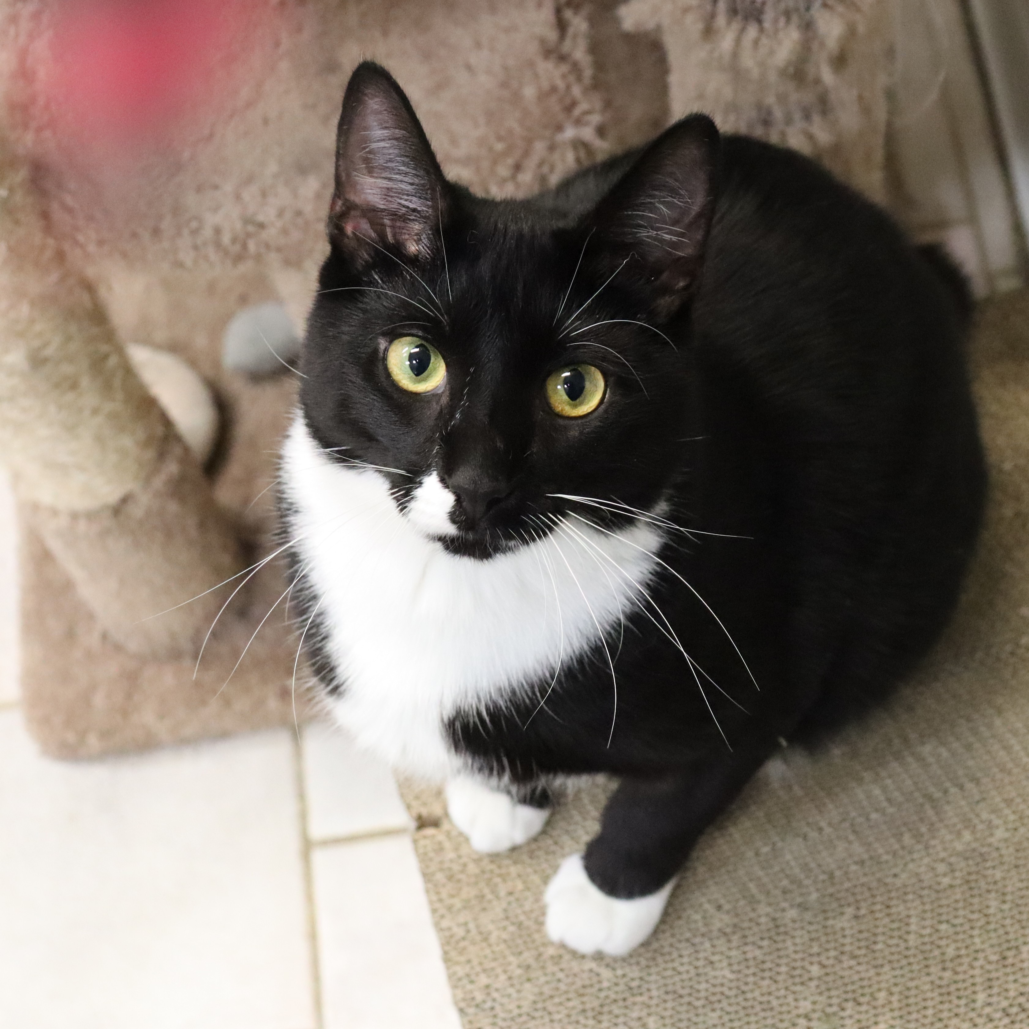 Oden, a Adoptable Domestic Short Hair in Beacon, NY image 5/6