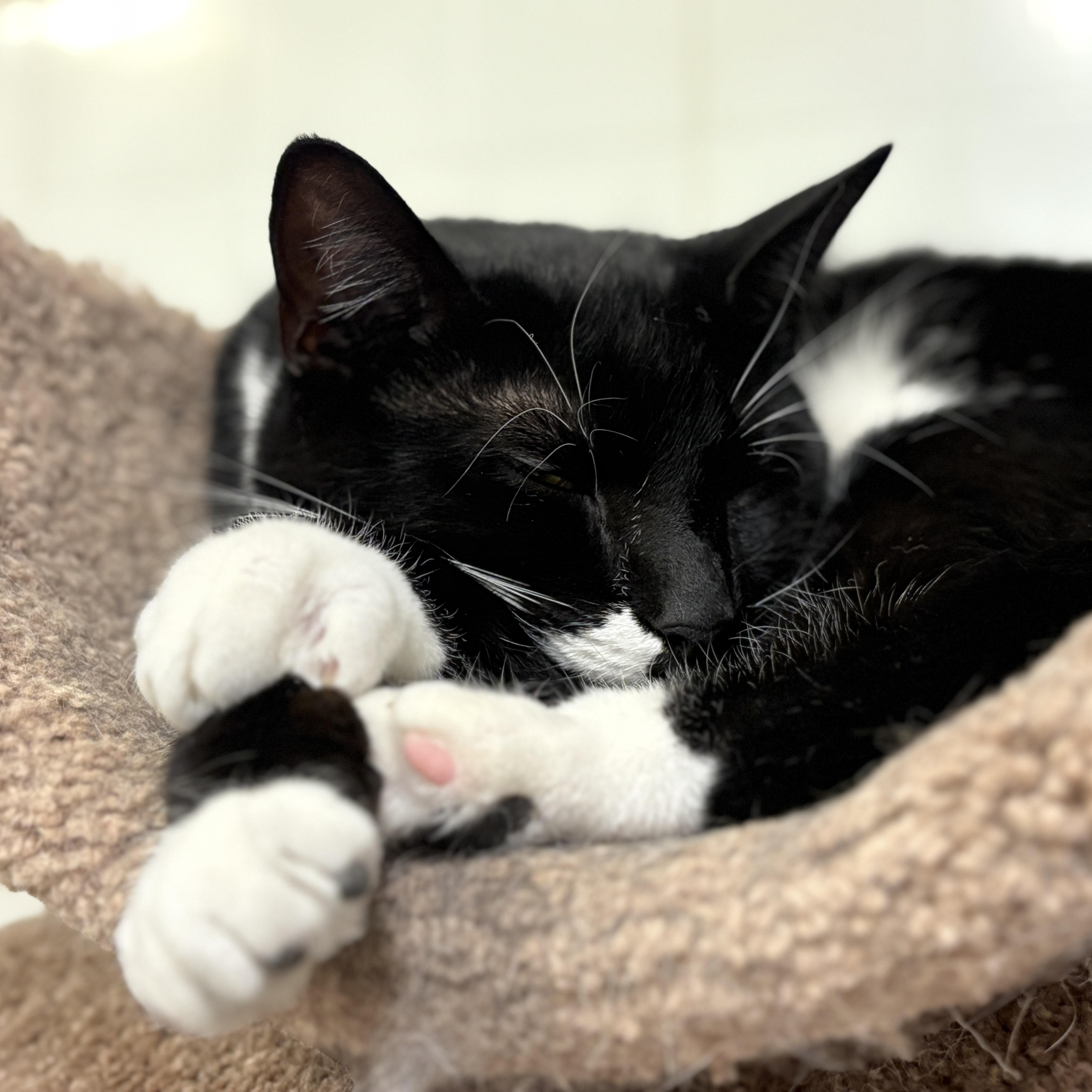 Oden, a Adoptable Domestic Short Hair in Beacon, NY image 6/6