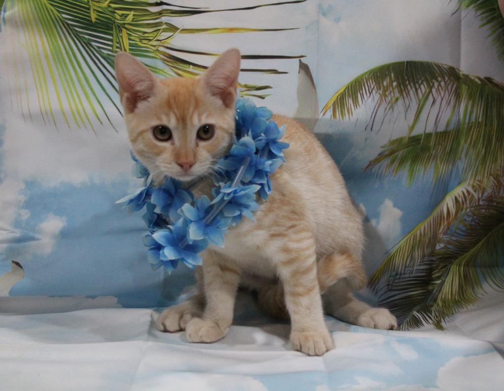 Enlarge Lihue, a Adoptable mixed breed in Vacaville, CA image 1/1