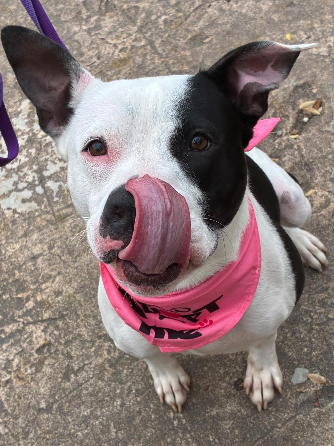 Phoebe, a Adoptable mixed breed in Randleman, NC image 3/6