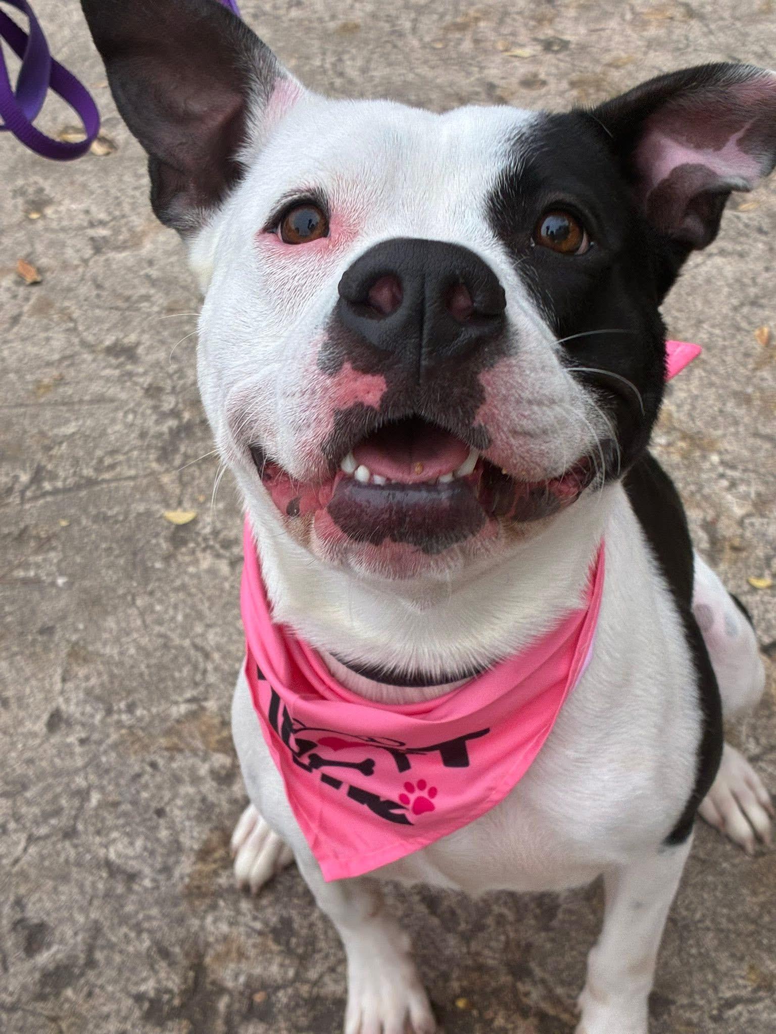 Phoebe, a Adoptable mixed breed in Randleman, NC image 2/6