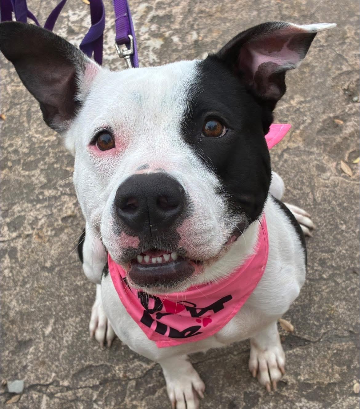 Phoebe, a Adoptable mixed breed in Randleman, NC image 1/6