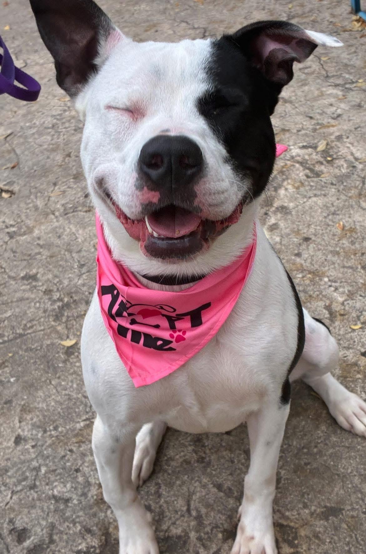 Phoebe, a Adoptable mixed breed in Randleman, NC image 5/6