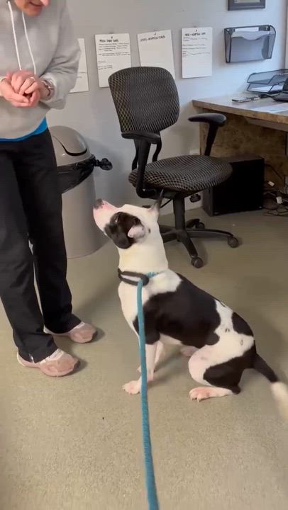 Enlarge Phoebe, a Adoptable mixed breed in Randleman, NC video 6/6