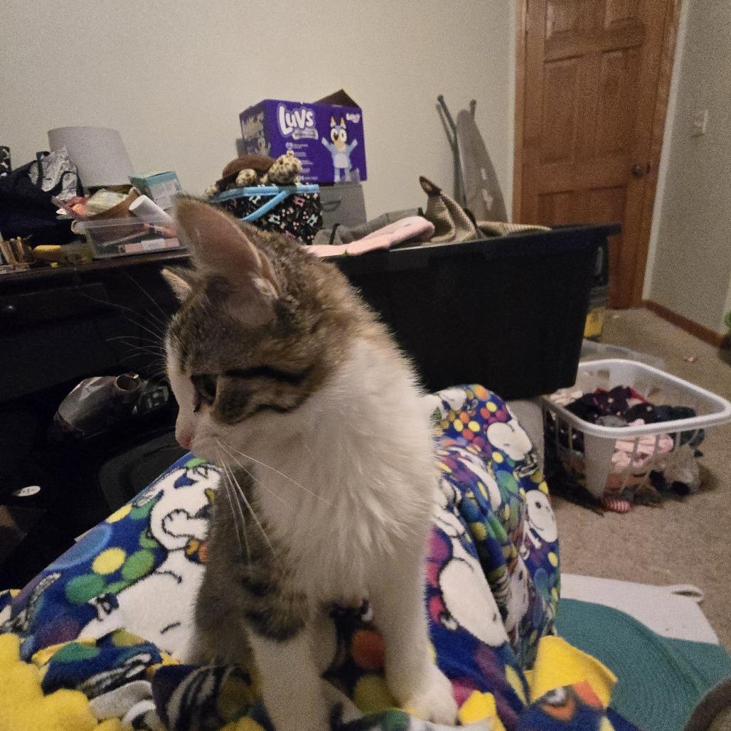 Jacosta, Adoptable, Kitten Female Domestic Short Hair.