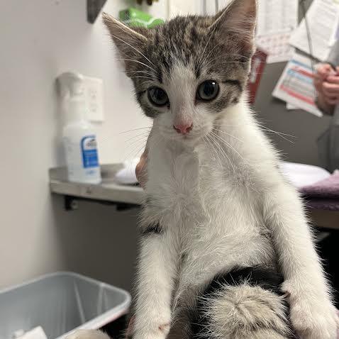 Enlarge Jacosta, a Adoptable Domestic Short Hair in Chaska, MN image 2/5