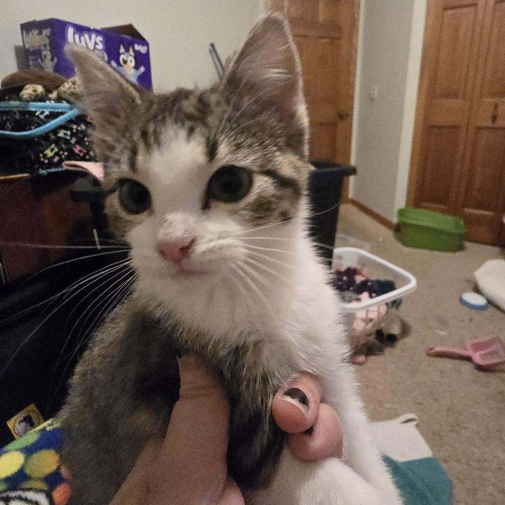 Enlarge Jacosta, a Adoptable Domestic Short Hair in Chaska, MN image 3/5