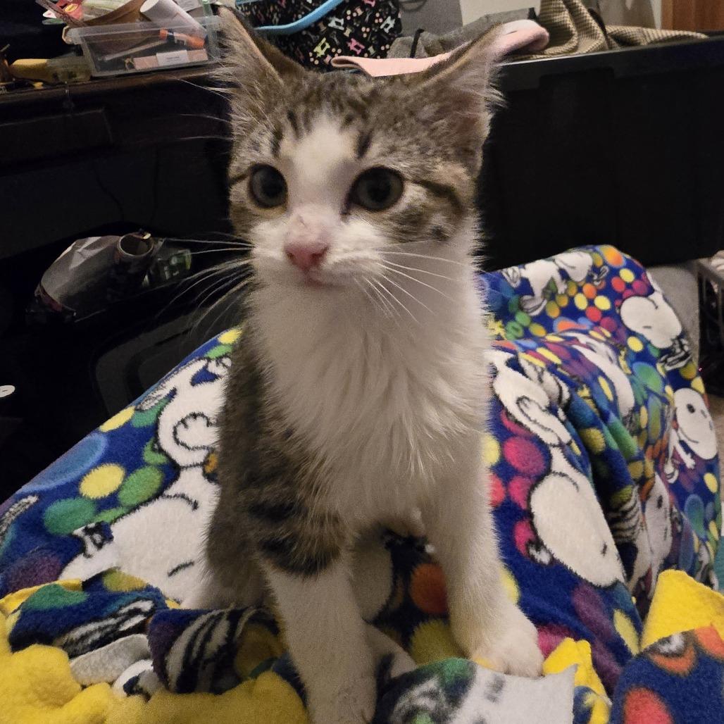 Enlarge Jacosta, a Adoptable Domestic Short Hair in Chaska, MN image 4/5