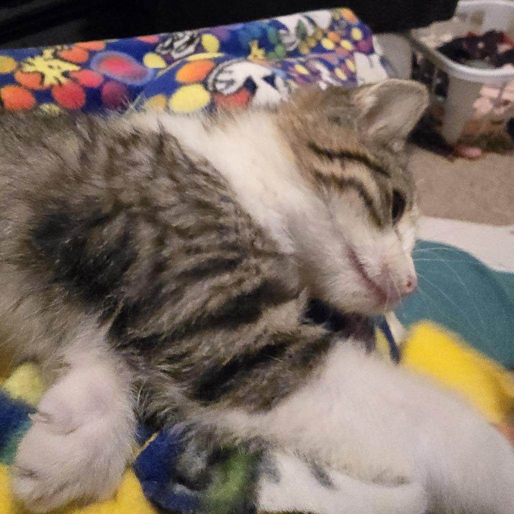 Enlarge Jacosta, a Adoptable Domestic Short Hair in Chaska, MN image 5/5