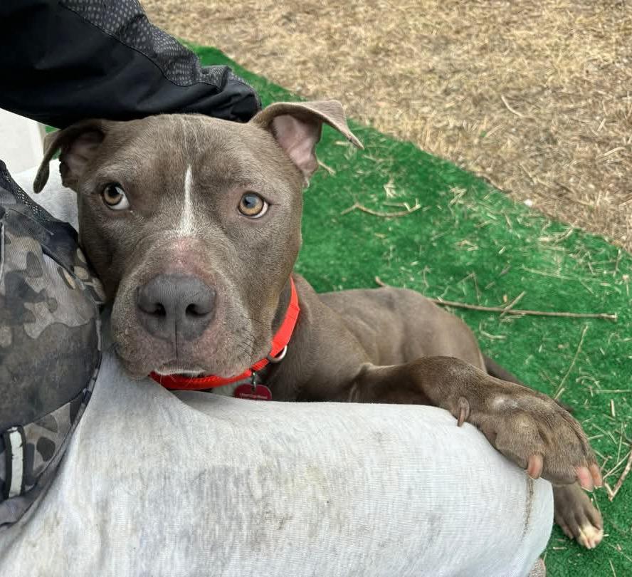 Enlarge Carl, a Adoptable mixed breed in Warren, MI image 1/6