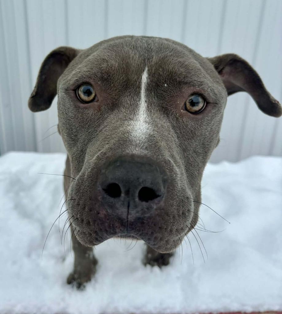 Enlarge Carl, a Adoptable mixed breed in Warren, MI image 1/6