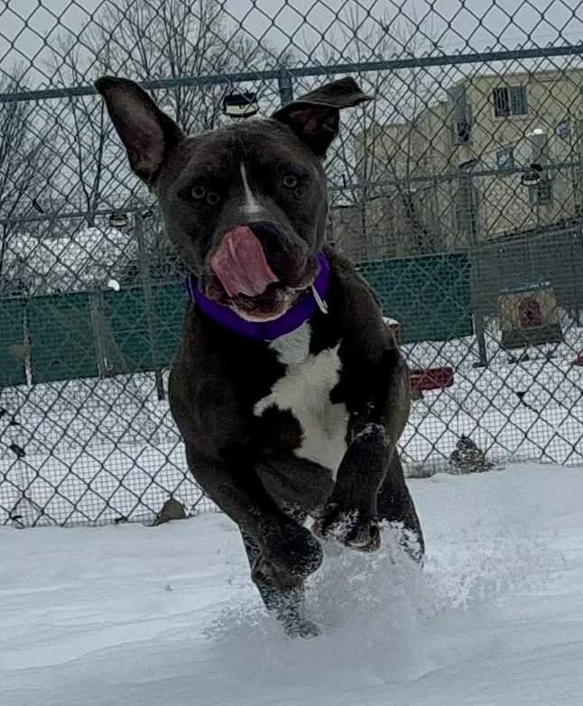 Enlarge Carl, a Adoptable mixed breed in Warren, MI image 3/6