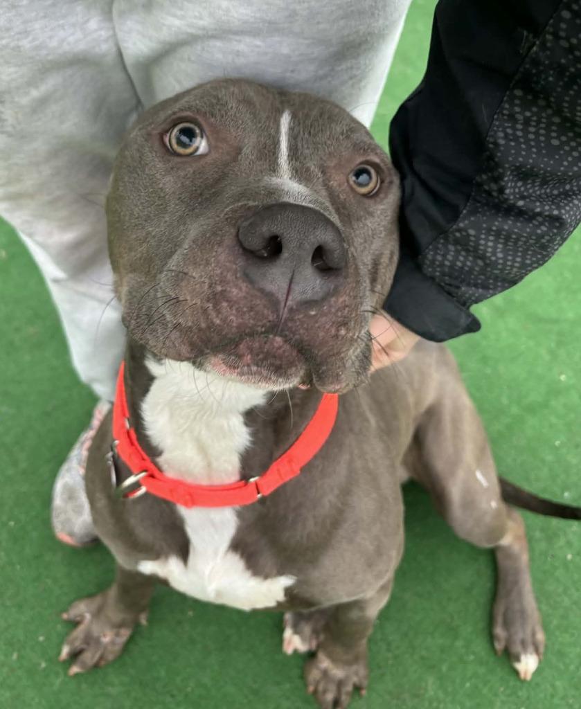 Enlarge Carl, a Adoptable mixed breed in Warren, MI image 4/6