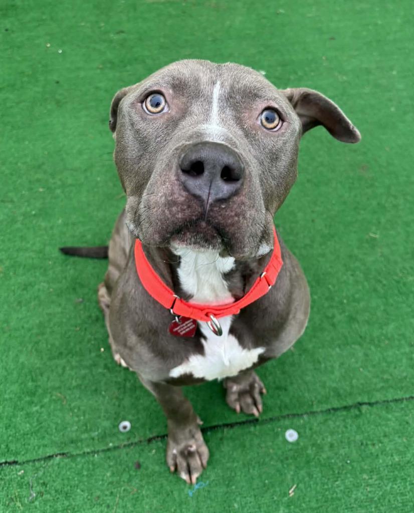 Enlarge Carl, a Adoptable mixed breed in Warren, MI image 5/6
