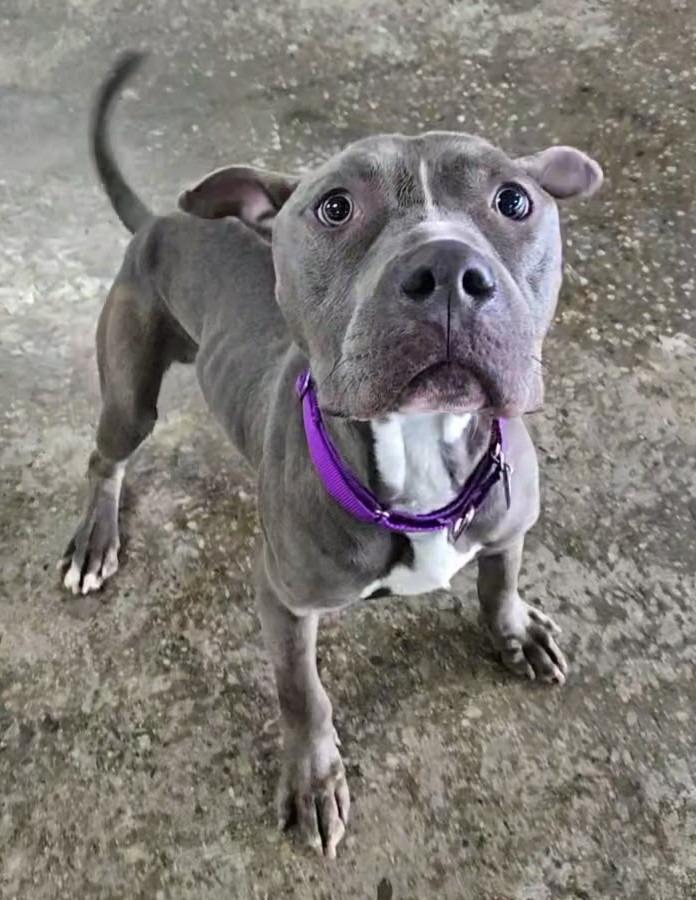 Enlarge Carl, a Adoptable mixed breed in Warren, MI image 6/6
