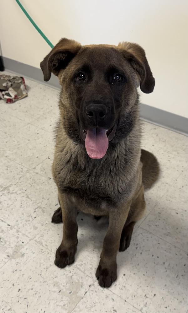Enlarge Shadow, a Adoptable mixed breed in Salt Lake City, UT image 1/1