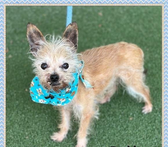 Benny -ADOPTION PENDING, a Adoptable mixed breed in Woodstock, GA image 1/2