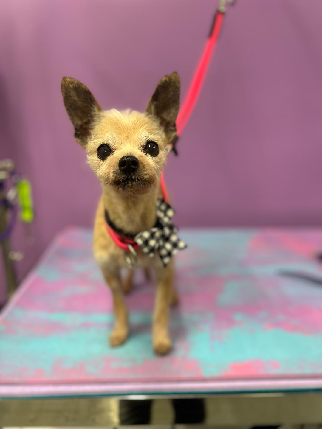 Benny, Senior Male unknown