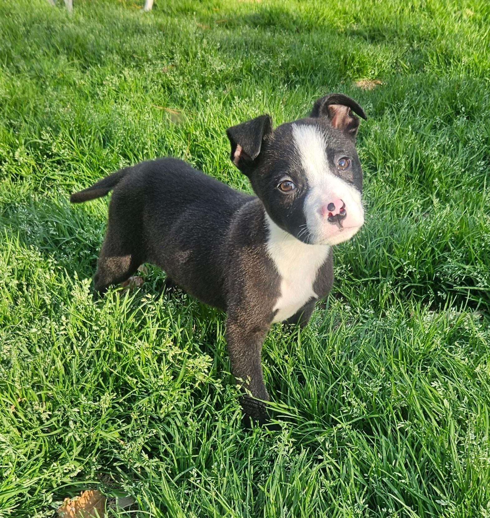 Onyx, ADOPTABLE, Puppy Male Mixed Breed.