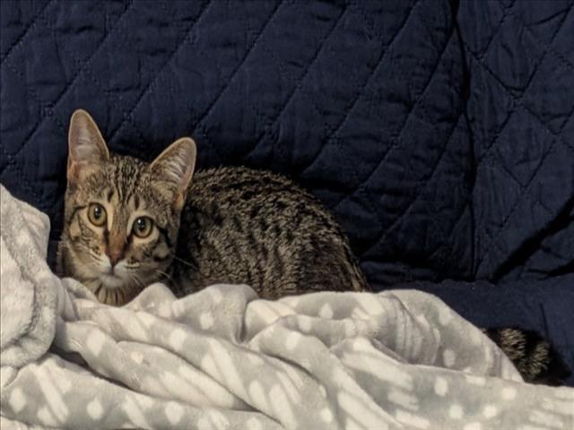 GRACE, Adoptable, Kitten Female Domestic Short Hair.