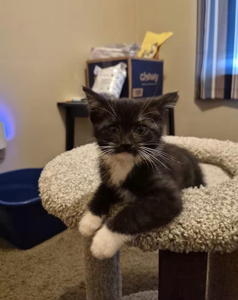 Pinky, Adopted, Kitten Male Domestic Short Hair.