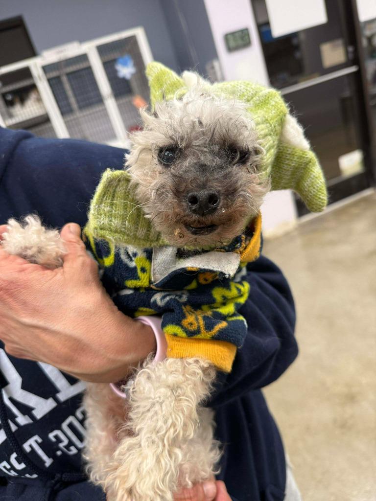 Oso, a Adopted mixed breed in Raleigh, NC image 2/6