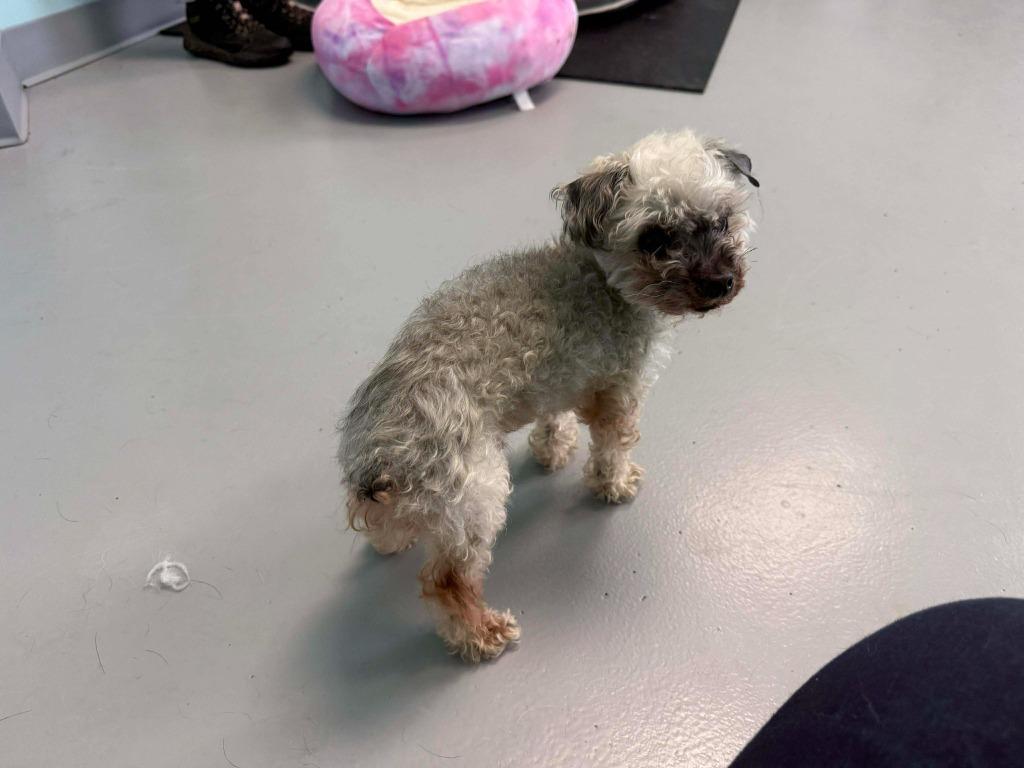 Oso, a Adopted mixed breed in Raleigh, NC image 4/6