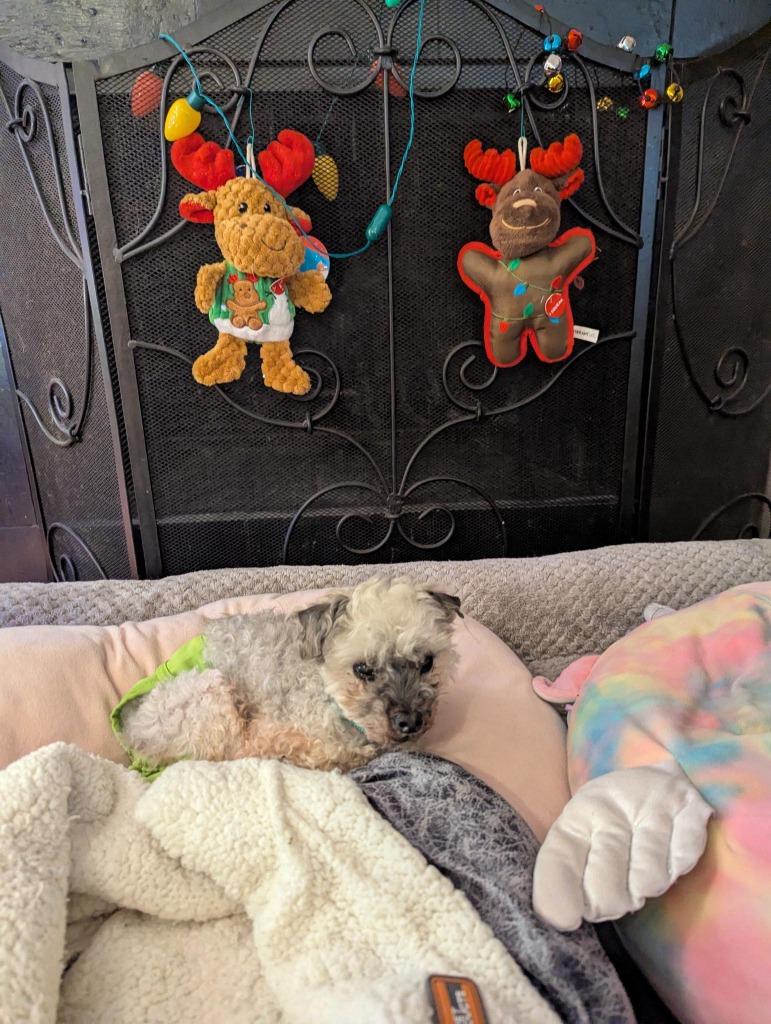 Enlarge Oso, a Adopted mixed breed in Raleigh, NC image 3/6