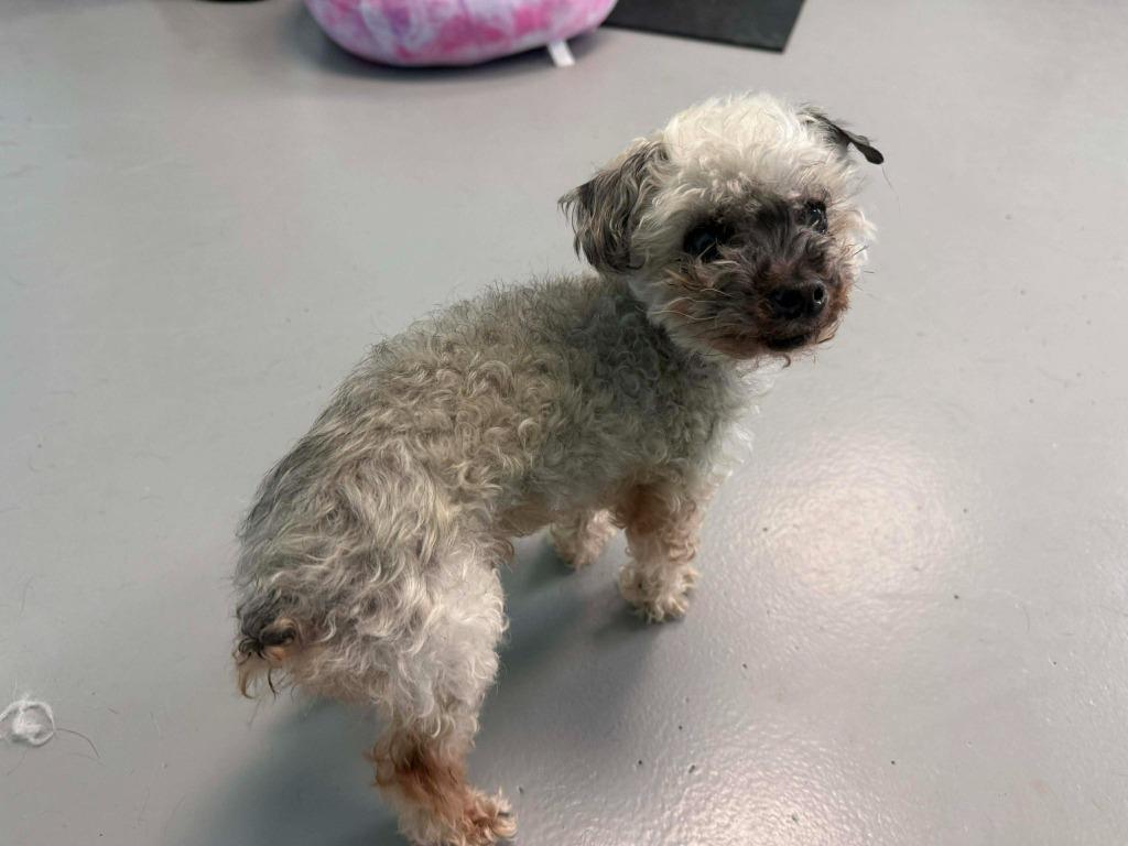 Enlarge Oso, a Adopted mixed breed in Raleigh, NC image 4/6