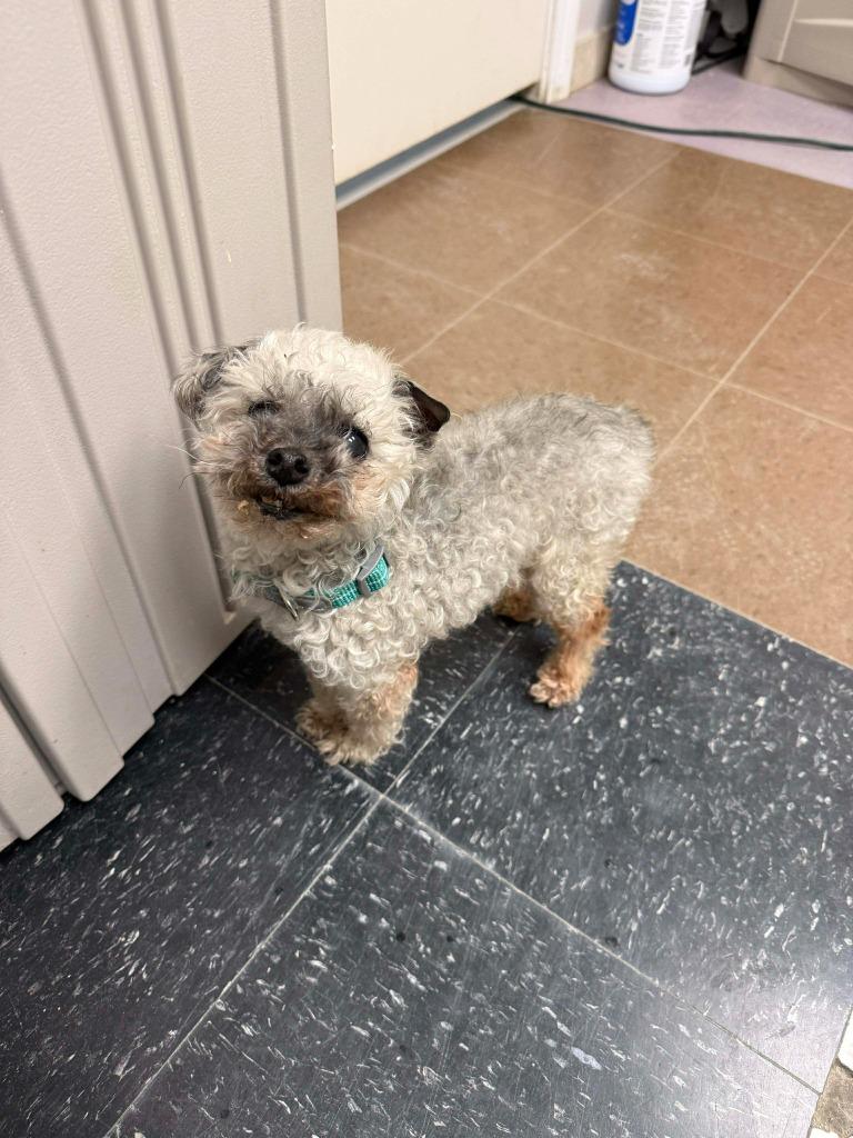 Enlarge Oso, a Adopted mixed breed in Raleigh, NC image 5/6