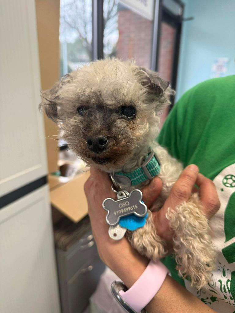 Enlarge Oso, a Adopted mixed breed in Raleigh, NC image 6/6