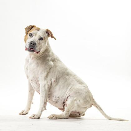 Enlarge Lyric, a Adoptable Staffordshire Bull Terrier in Reno, NV image 1/6