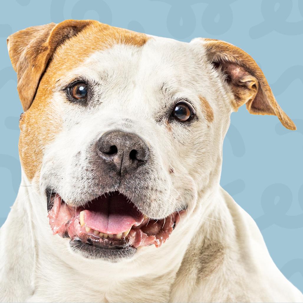 Enlarge Lyric, a Adoptable Staffordshire Bull Terrier in Reno, NV image 2/6